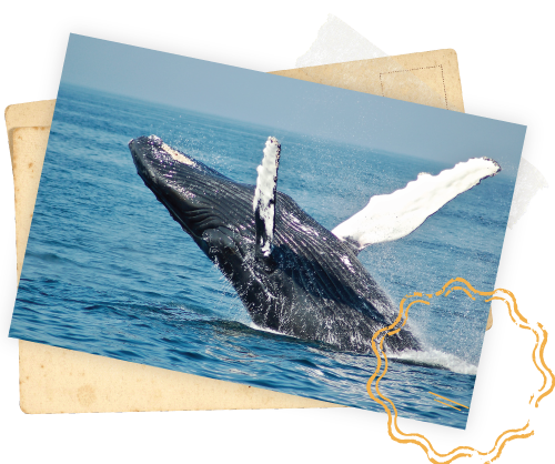 whale