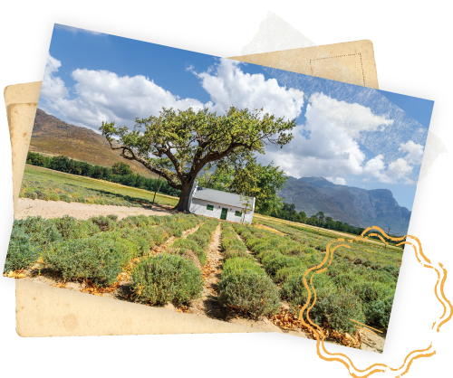 Cape Winelands